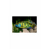 Venustus Cichlid, 2.5"-3"