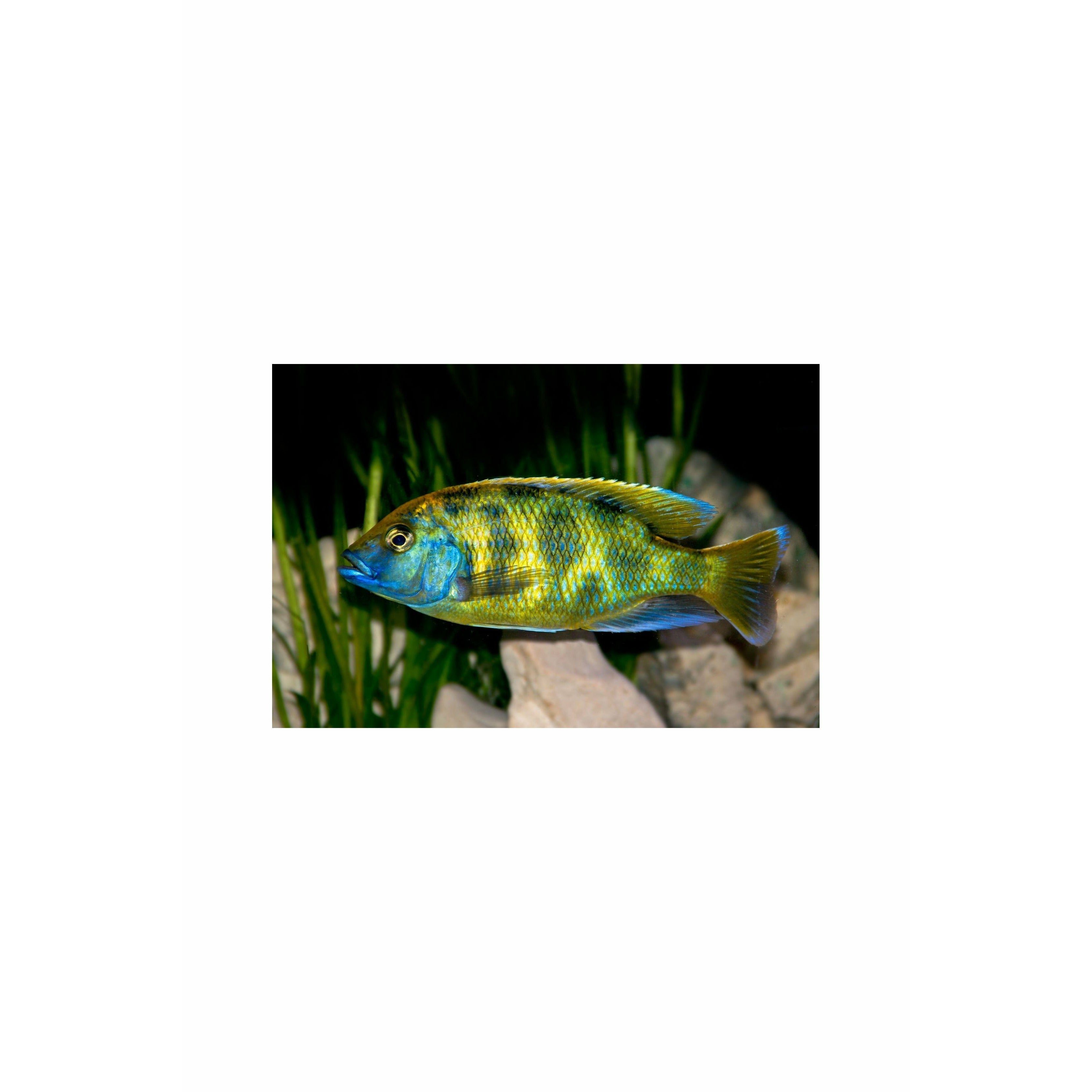 Venustus Cichlid, 2.5"-3"