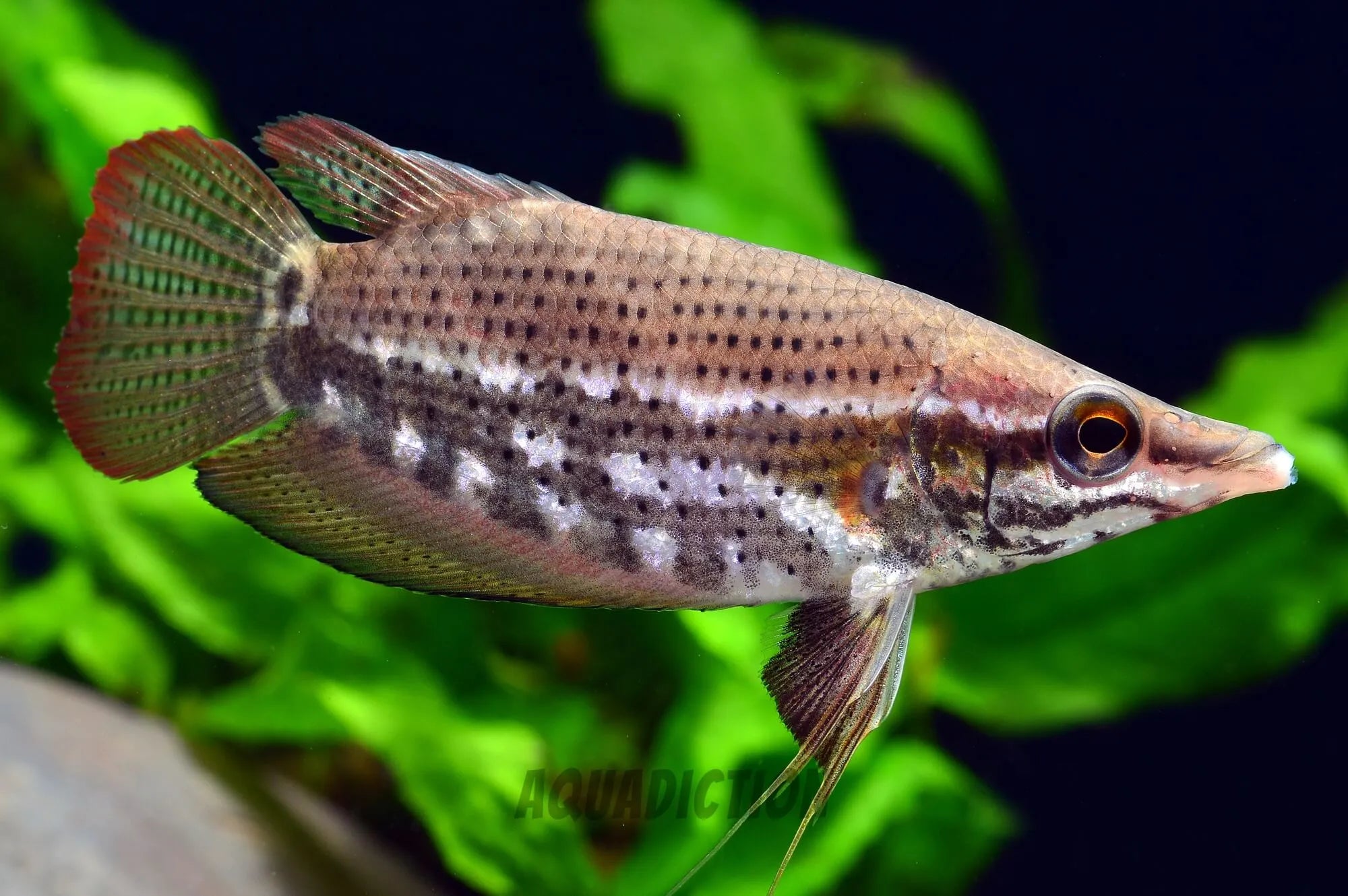 Noble Gourami