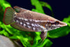 products/noble.gourami.best4pets.in.webp