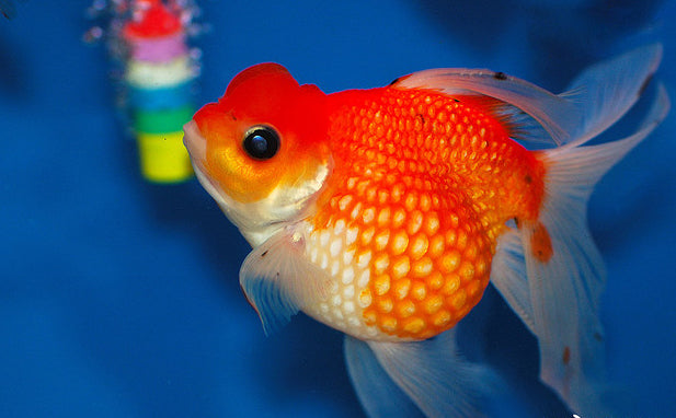 Oranda Pearlscale Goldfish 4"
