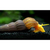 products/orange.poso.snail.best4pets.in.jpg