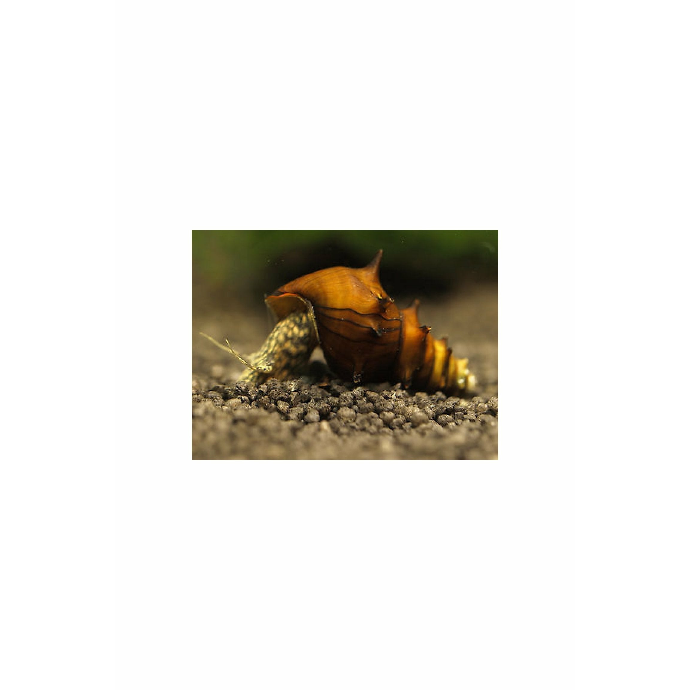 Pagoda Snail