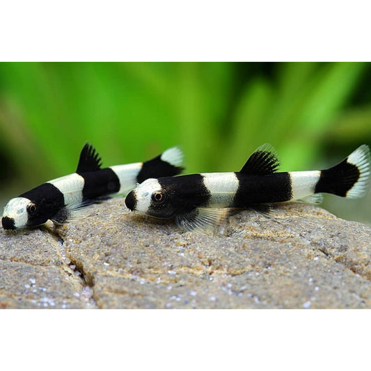 Panda Loach