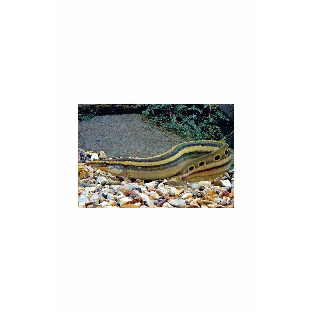Peacock eel care top
