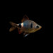 Pethia setnai / Setnai Barb, 1.75