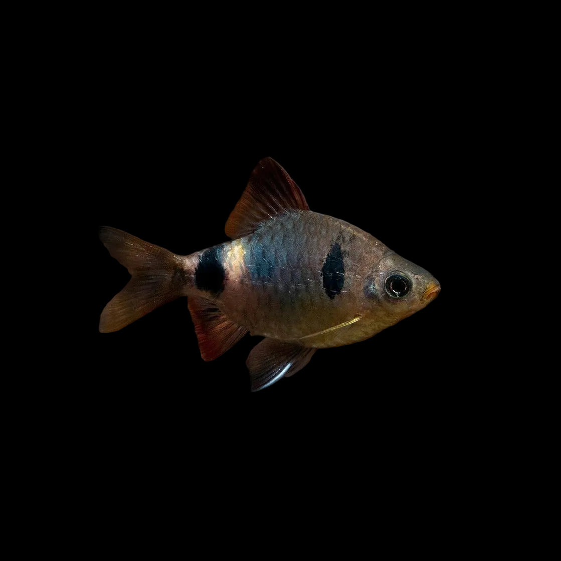 Pethia setnai / Setnai Barb, 1.75"