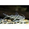 Pictus Catfish 3inch - Best4Pets