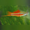 Pineapple Swordtail (Pair)
