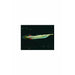Gold Wrestling Halfbeak (Dermogenys pusilla), 2