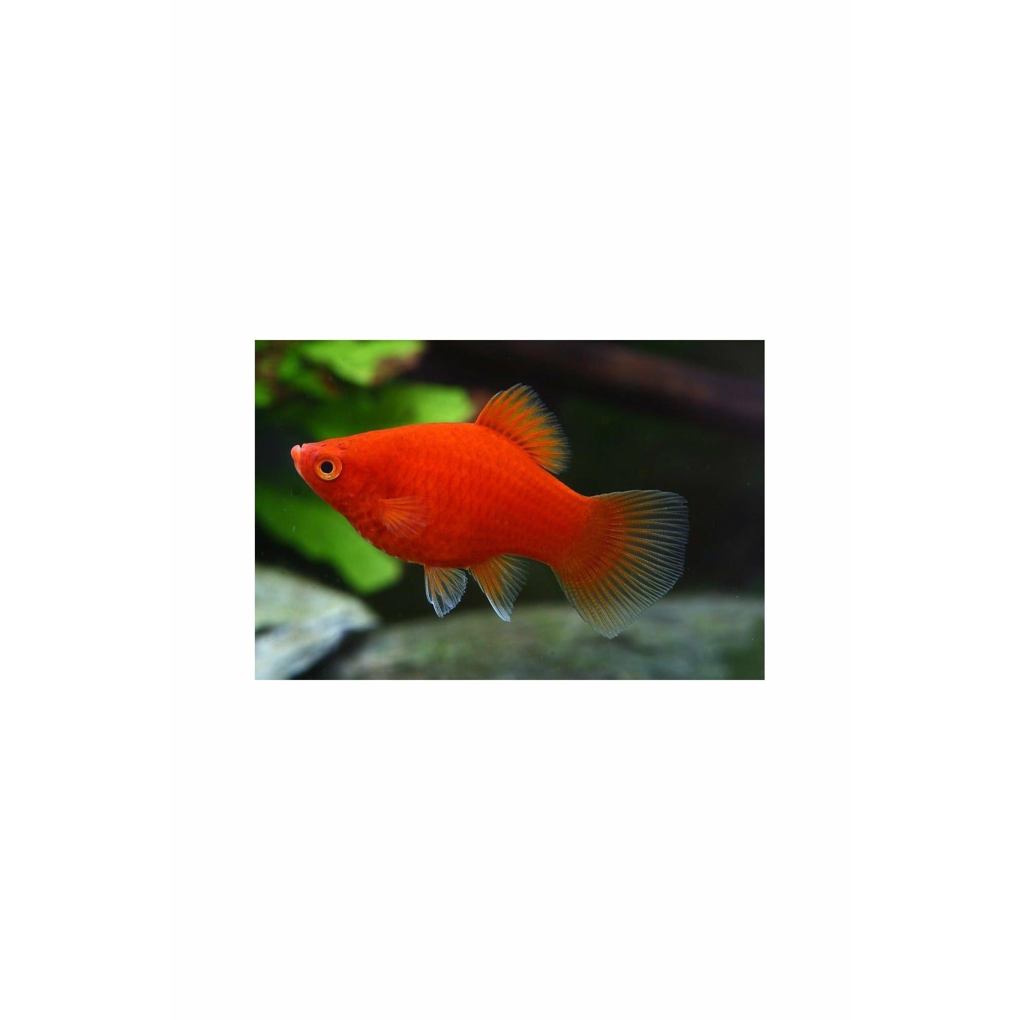 Coral Red Baloon Platy