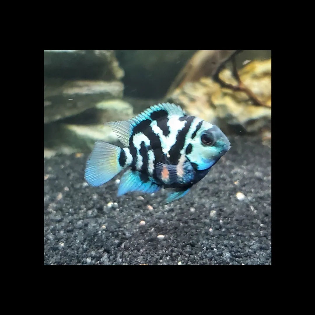 Polar Blue/Green/White Parrot