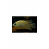 Pristolepis marginatus (Malabar Leaf fish)