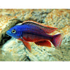 Red Empress Cichlid 4inch - Best4Pets