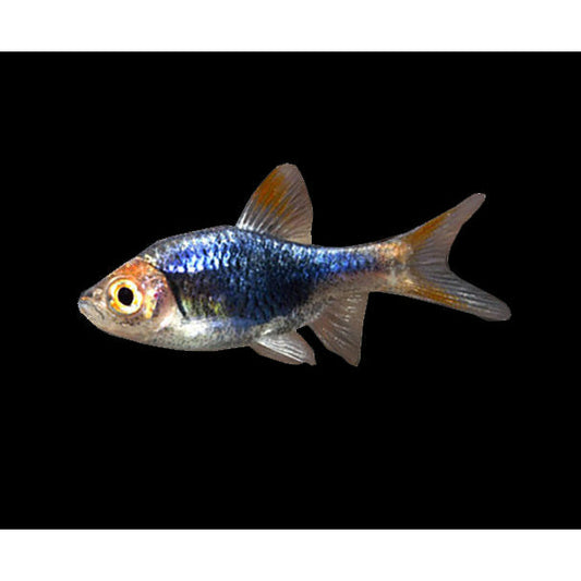 Purple Harlequin Rasbora (Pair)