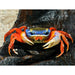 Rainbow Crab - Best4Pets