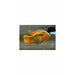 Rainbow Cichlid / Archocentrus multispinosus 2.5