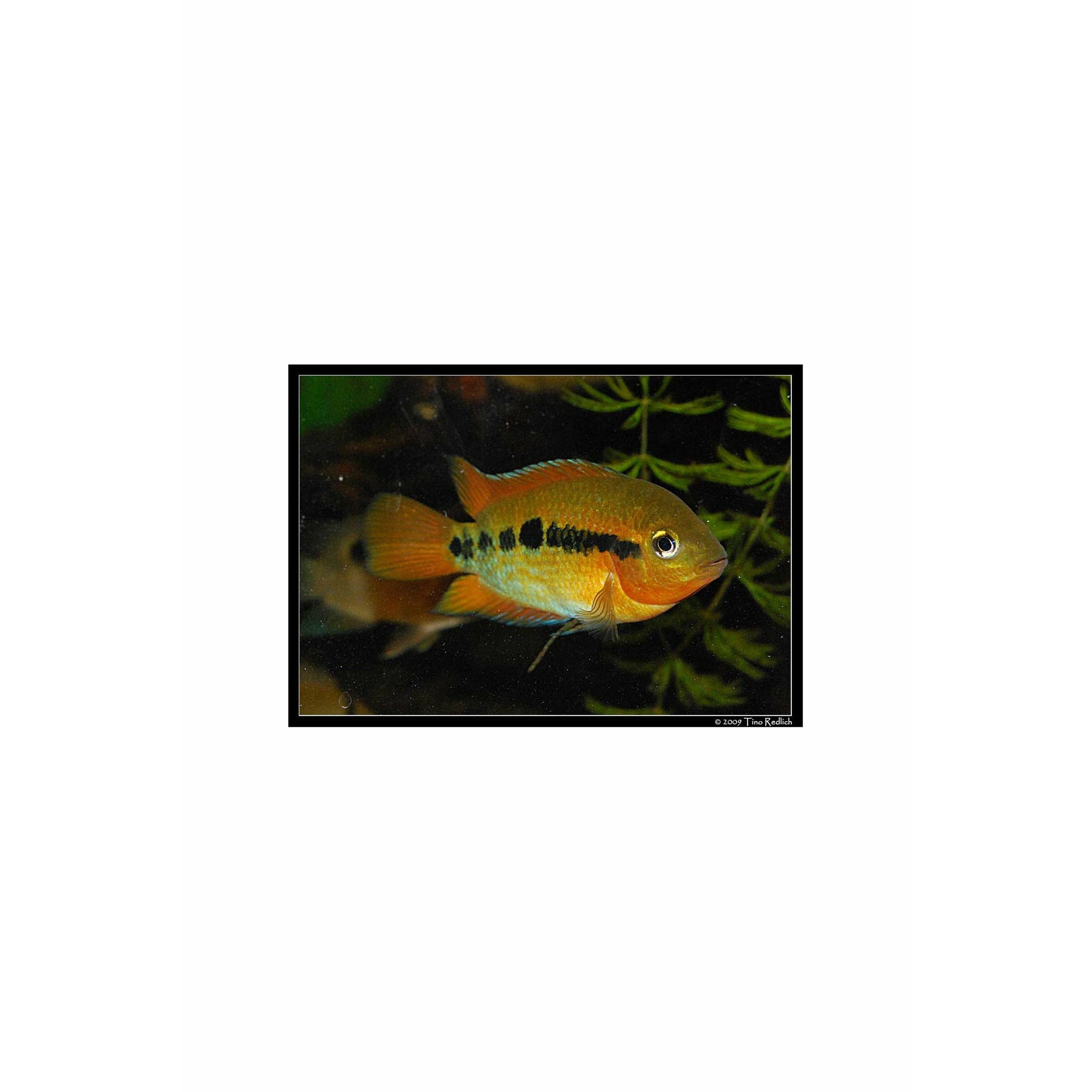 Rainbow Cichlid / Archocentrus multispinosus 2.5"