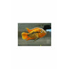 products/rainbowcichlid.best4pets.in.jpg