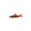 Rainbow Shark 3.5-4