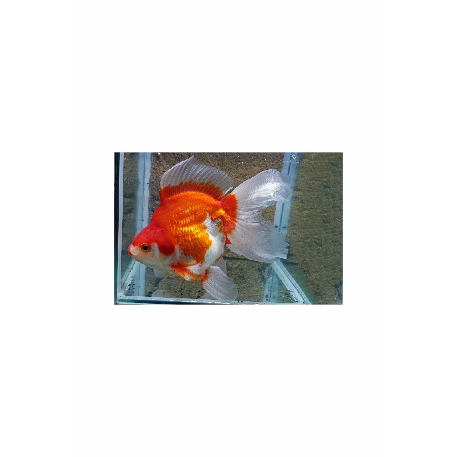 Picture Idea: Buy Goldfish Online At Low Price In India