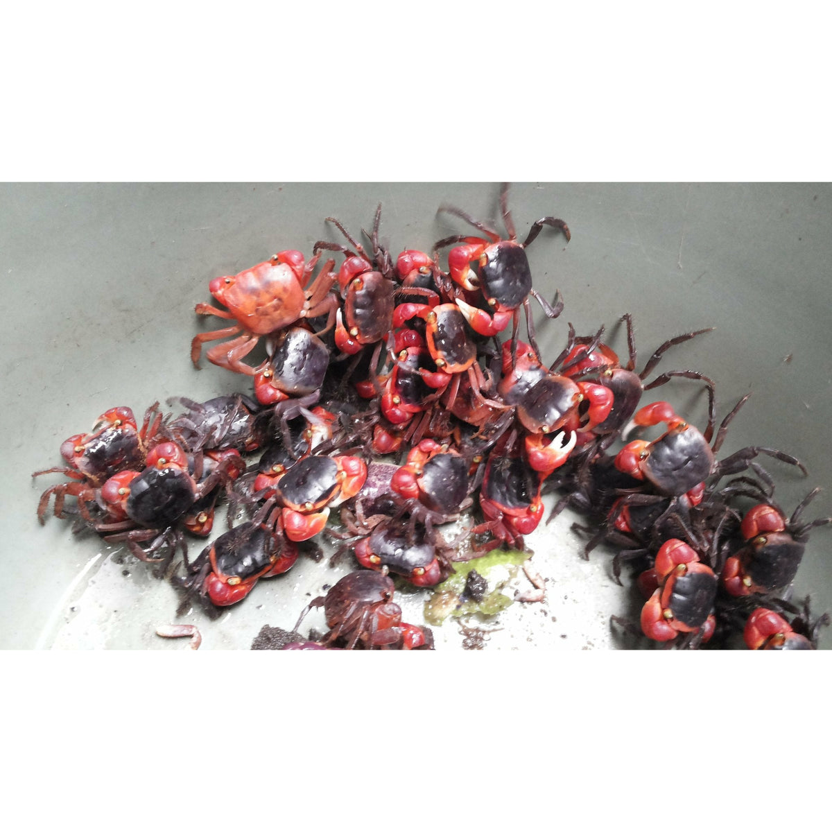 Red Apple Crab