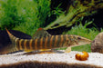 Red Fin Tiger Loach