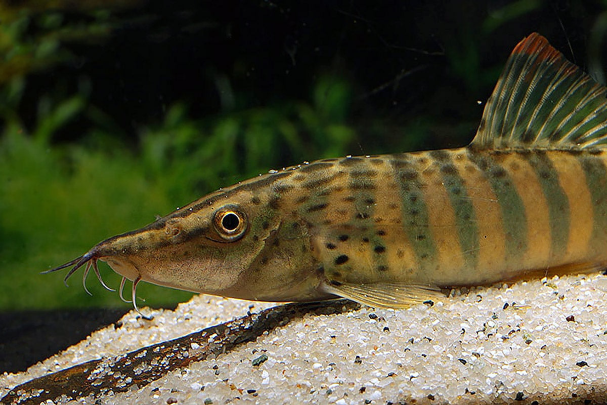 Red Fin Tiger Loach