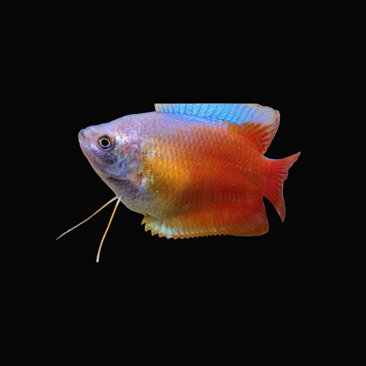 Red Lily Gourami Large
