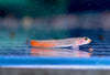 Load image into Gallery viewer, Red Lipstick Goby