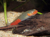 Load image into Gallery viewer, Red Lipstick Goby