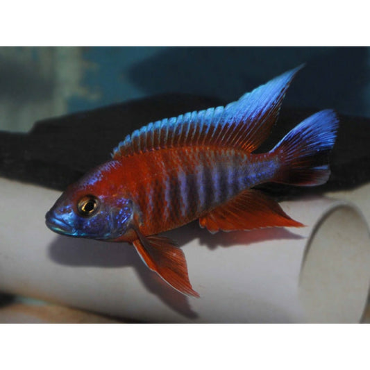 Eureka Red Peacock 4.5" (Import)