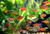 Red Phantom Tetra (Pair)