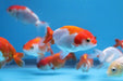 Red White Ranchu Gold 2inch (Pair)
