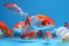 Red Ranchu Gold 3inch (Import)