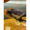Red Tail Giant Gourami 3