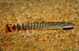 Red Tail Loach L (Pair)