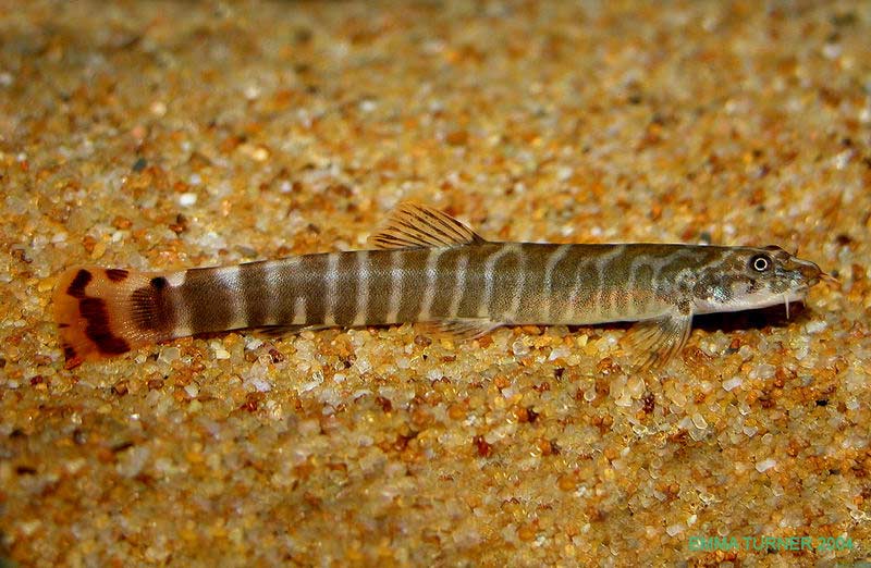 Red Tail Loach XL