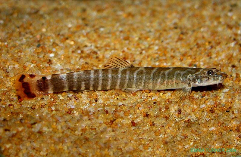 Red Tail Loach L (Pair)
