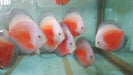 Red White Discus 3inch