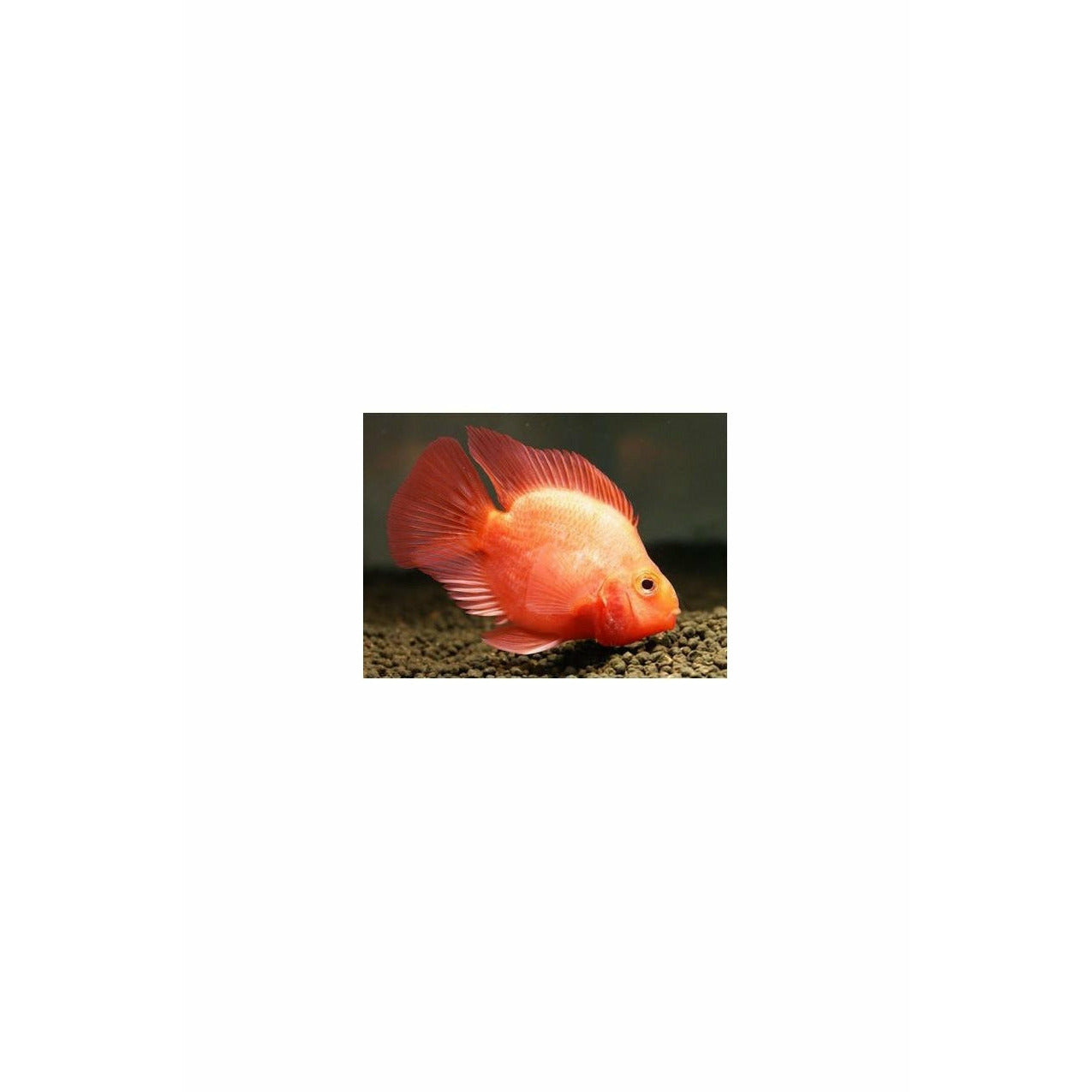 Red Parrot Cichlid, 7-8cm