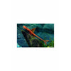 Red Whiptail Catfish