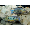 Sand Digger Cichlid / Fossorochromis rostratus 2.5-3"