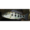 Sand Digger Cichlid / Fossorochromis rostratus 3