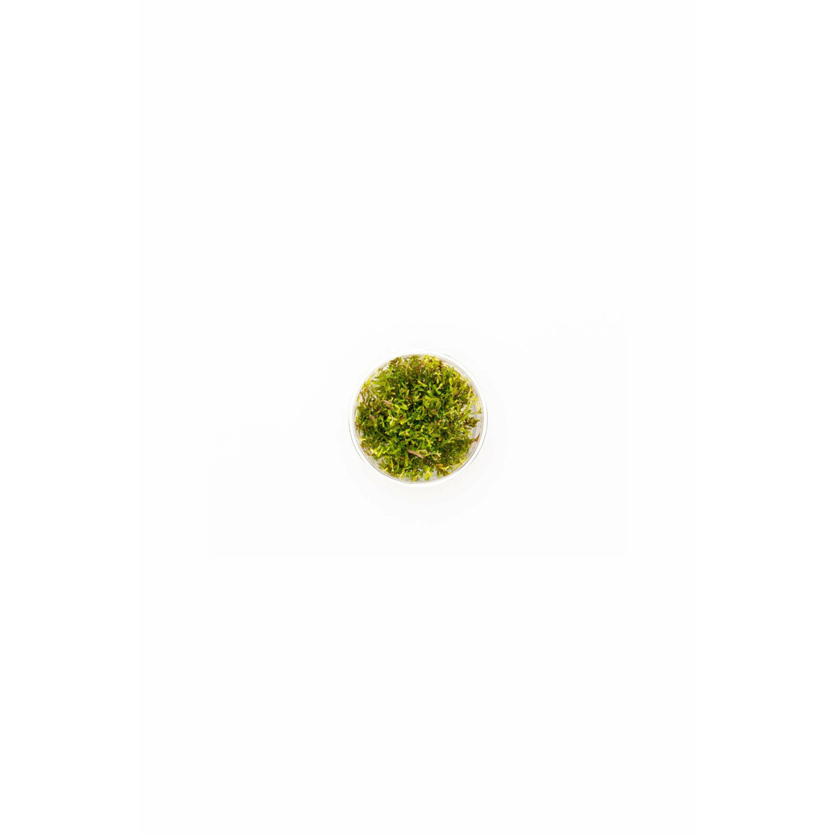 Rotala rotundifolia `hra' TC