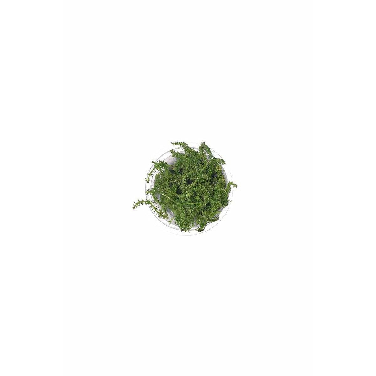 Rotala SP Bangladesh TC