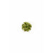 Rotala Macrandra green TC