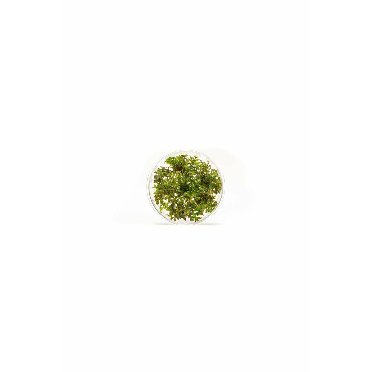 Rotala Macrandra green TC