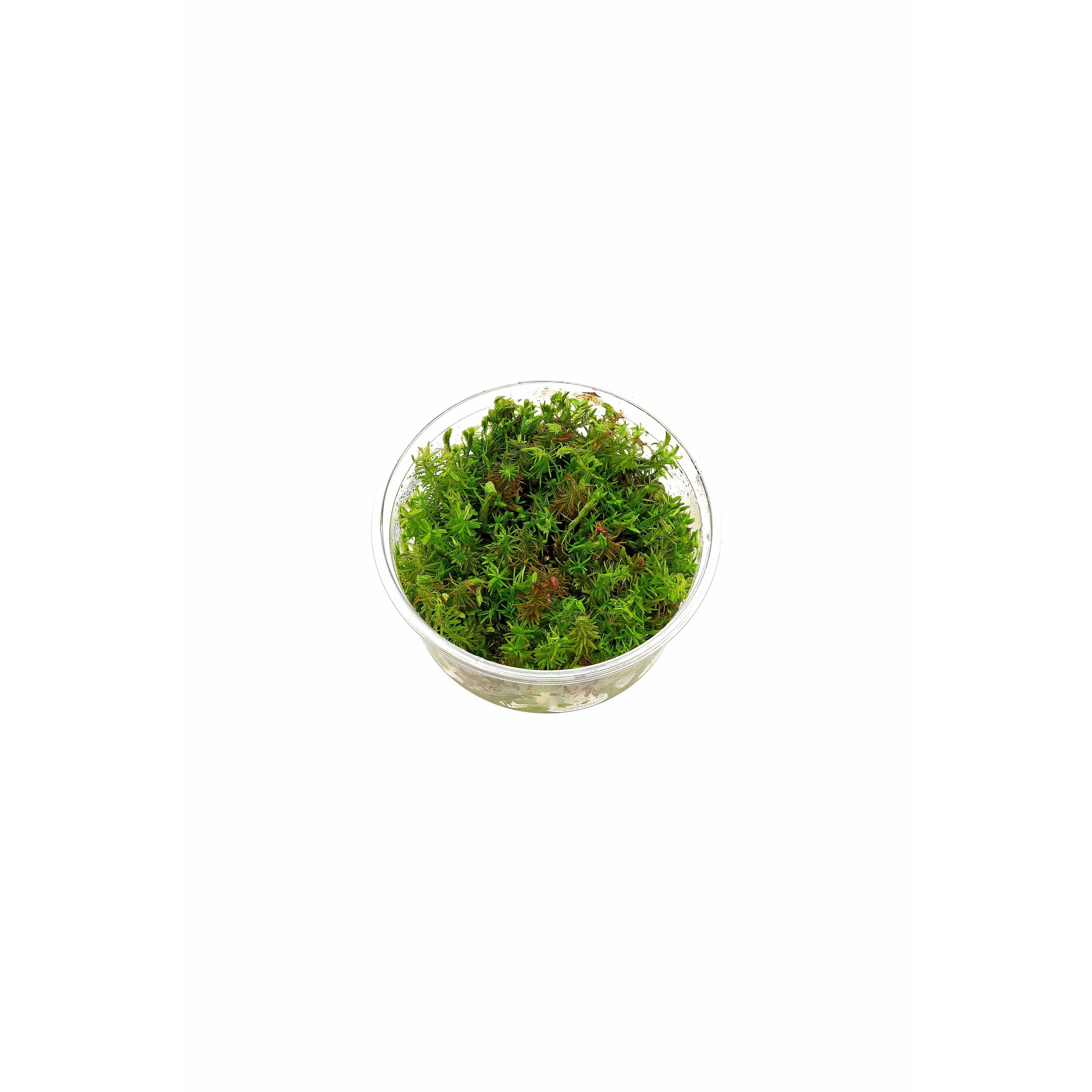 Rotala wallichi longleaf