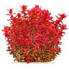 Rotala macrandra "Red"